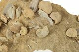 Miniature Fossil Cluster (Ammonites, Brachiopods) - France #237052-2